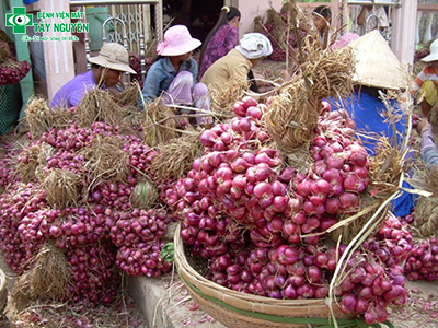 Hình ảnh người nông dân làm hành